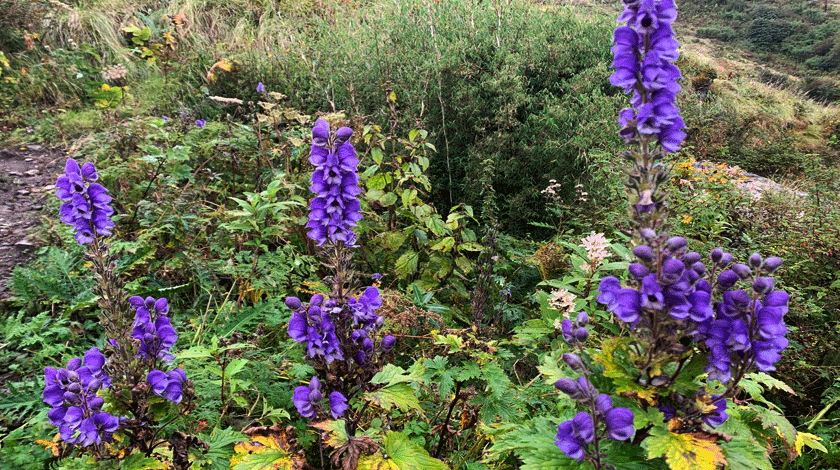 Plants found in Everest region