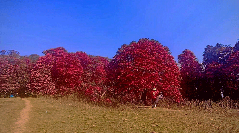 Rhododendron Trek